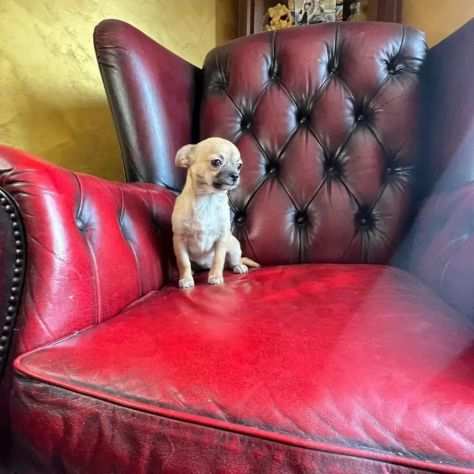 Femmina chihuahua pc crema