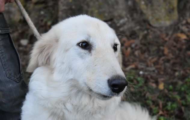 FILOMELA - cane maremmano taglia media in adozione