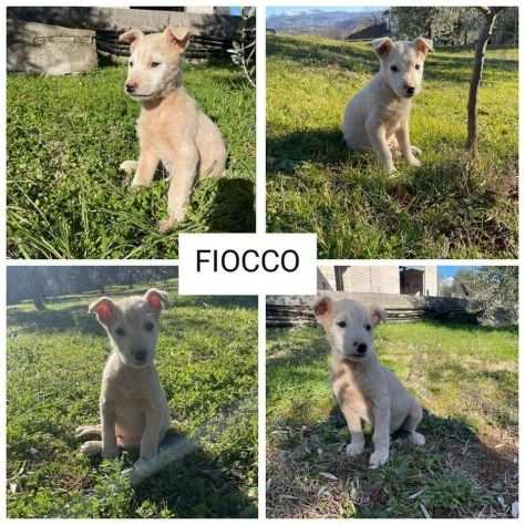 Fiocco cucciolo