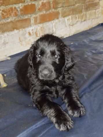 Flat Coated Retriever