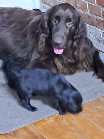 Flat Coated Retriever