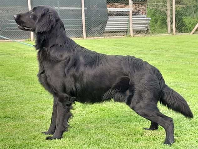 Flat Coated Retriever