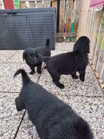 Flat Coated Retriever