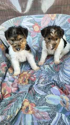 FOX TERRIER CUCCIOLI