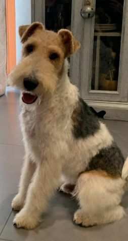 FOX TERRIER CUCCIOLI