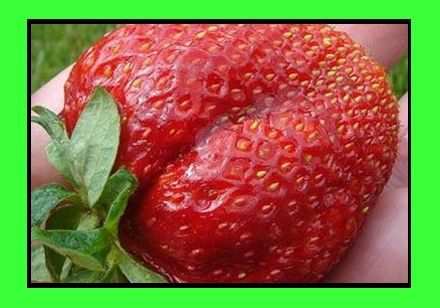 Fragole giganti