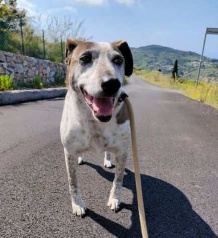 Francy (5 anni, taglia media) buona e dolce