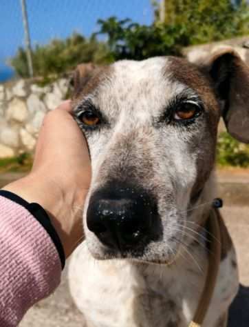 Francy (5 anni, taglia media) buona e dolce