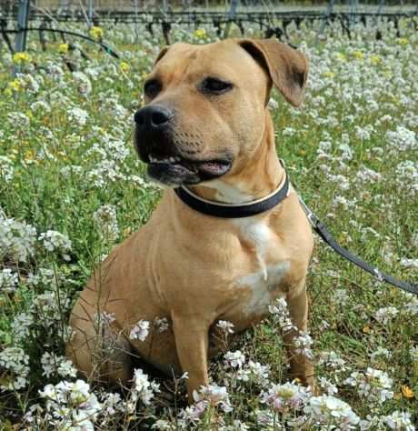 Frida 3 anni amstaff