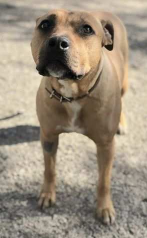 Frida 3 anni Amstaff