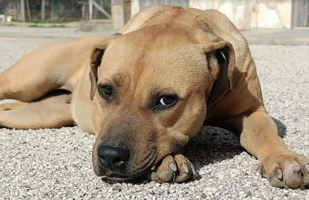 Frida 3 anni Amstaff