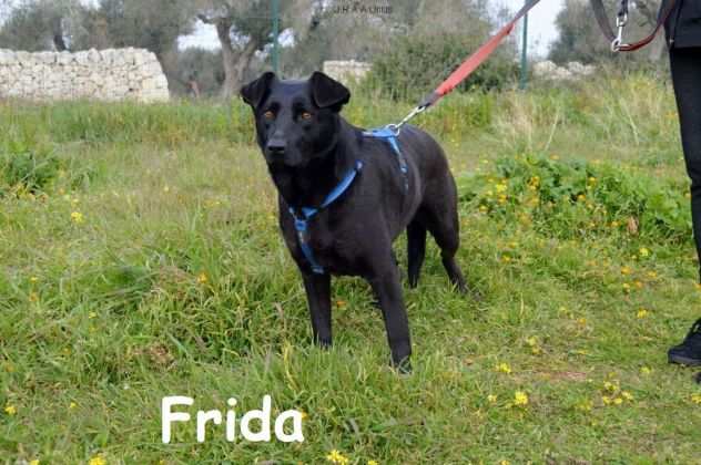 Frida la dolce cagnolina che vive in canile da una vita