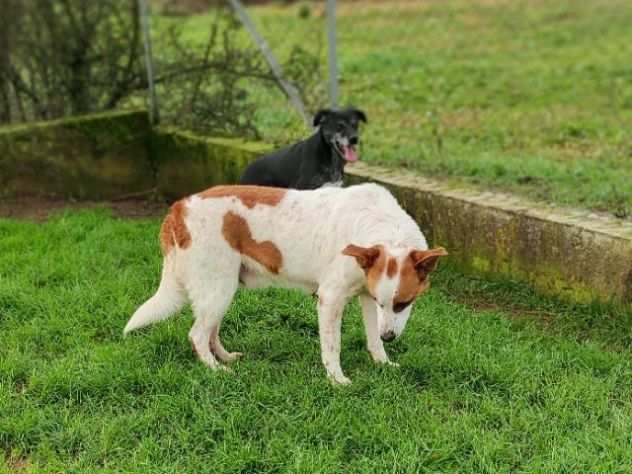 FRISBEE, cane in adozione.