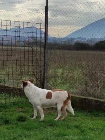 FRISBEE, cane in adozione.