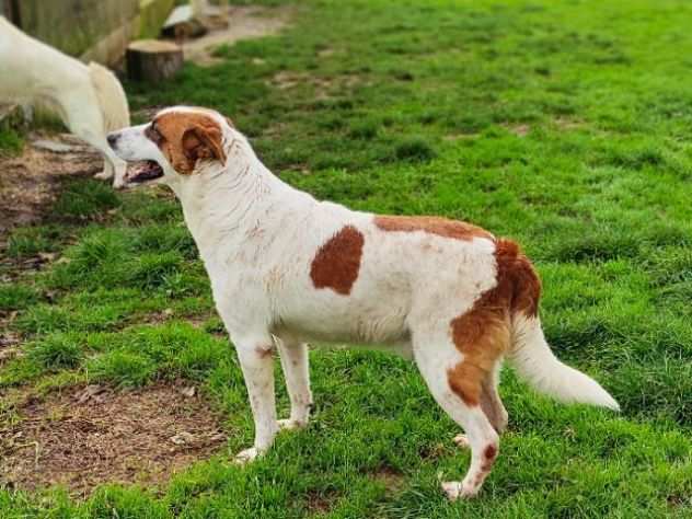 FRISBEE, cane in adozione.