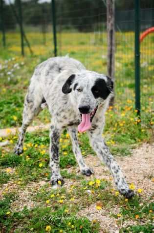 Furia 2anni mix Setter tg grande in canile da mesi.PUGLIA