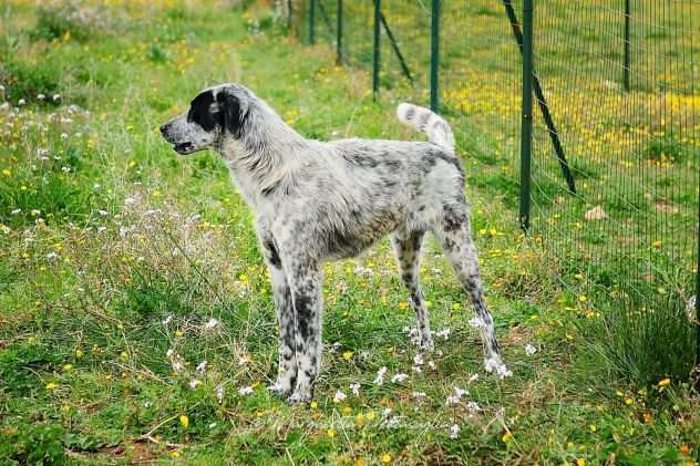 Furia 2anni mix Setter tg grande in canile da mesi.PUGLIA