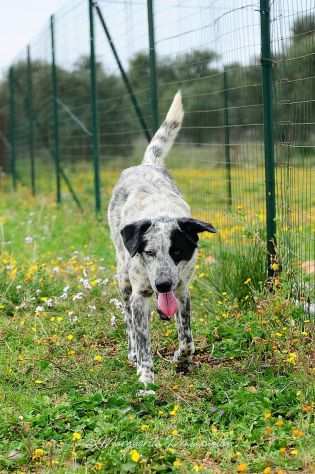 Furia 2anni mix Setter tg grande in canile da mesi.PUGLIA