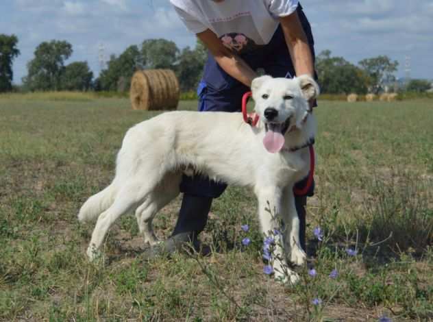 Galeno, buono e socievole - cucciolo, maremmano taglia media - IN ADOZIONE