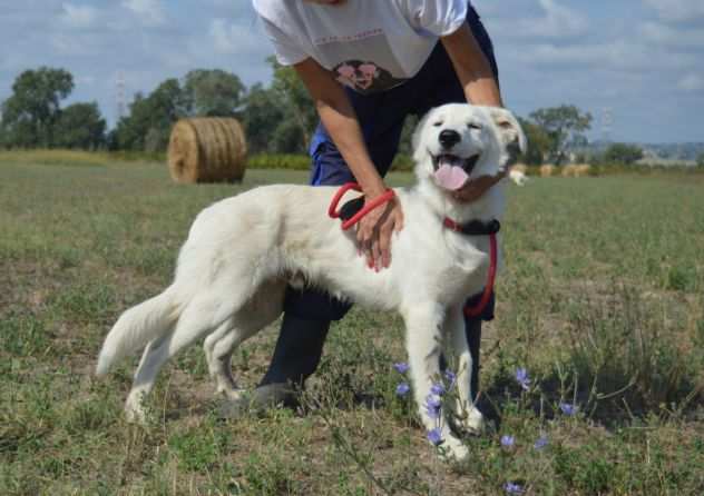 Galeno, buono e socievole - cucciolo, maremmano taglia media - IN ADOZIONE