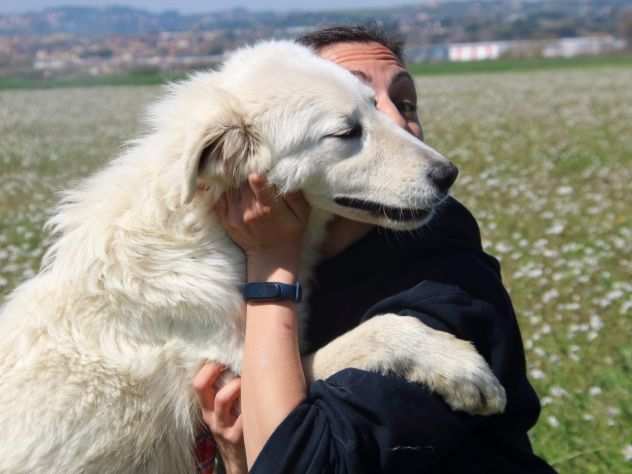 Galeno maremmano, taglia media in adozione