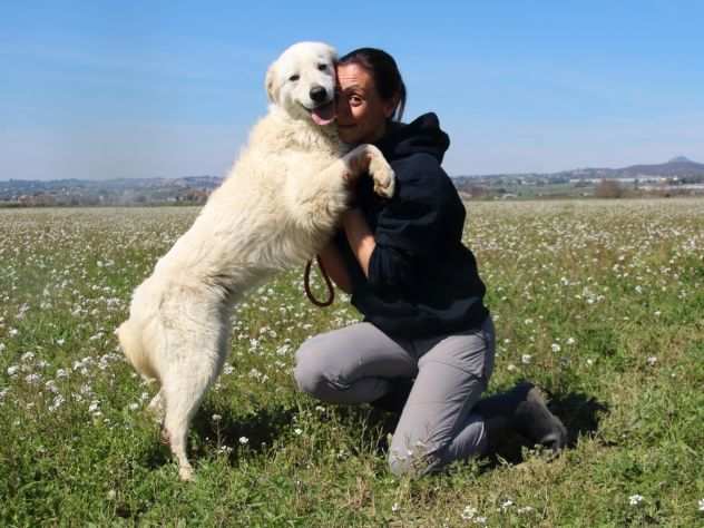 GALENO,BELLO,BUONO,DERIV. MAREMMANO,TG MEDIA,BRAVO CON ALTRI CANI E A GUINZAGLIO