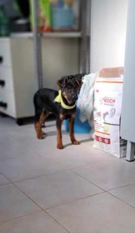 Gary 3 mesi cucciolo mix pinscher recuperato in uno scatolone