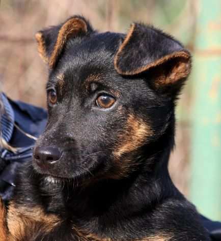 Gary 4 mesi piccolo cucciolo gettato come spazzatura