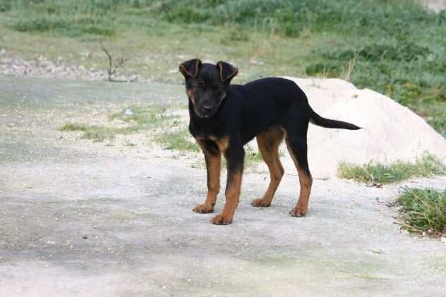 Gary 4 mesi piccolo cucciolo gettato come spazzatura