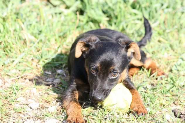 Gary 4 mesi piccolo cucciolo gettato come spazzatura