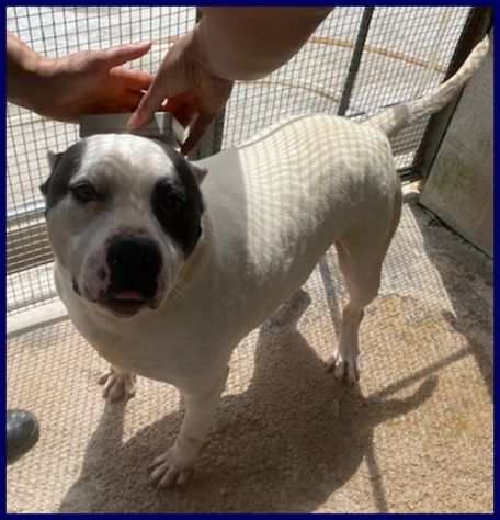 GAS bellissimo pitbull 4 anni buonissimo e adora le coccole