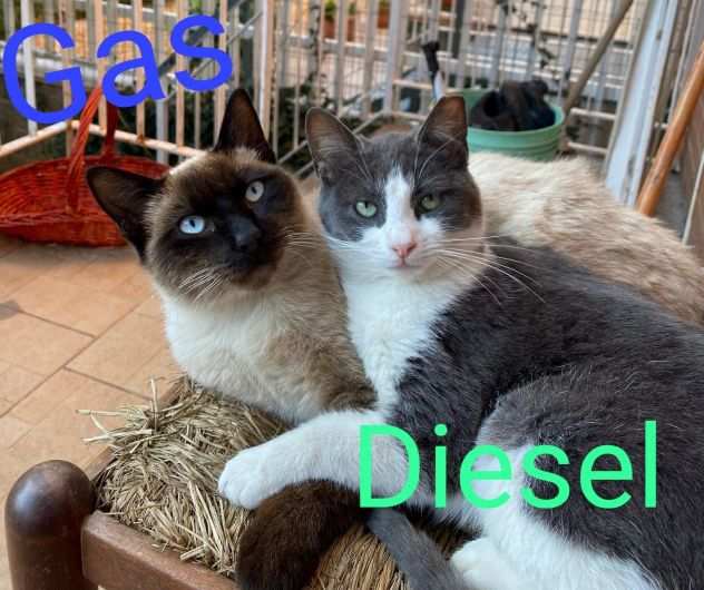 Gastone e Diesel