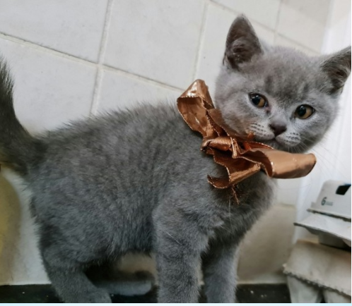 Gatti British Shorthair FELV, FIV