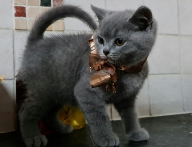 Gatti British Shorthair FELV, FIV