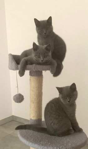 gatti cuccioli British shorthair prevendita