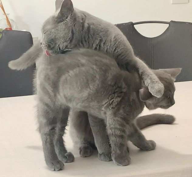 gatti cuccioli British shorthair prevendita