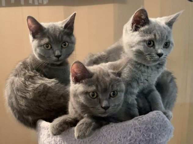 gatti cuccioli British shorthair prevendita