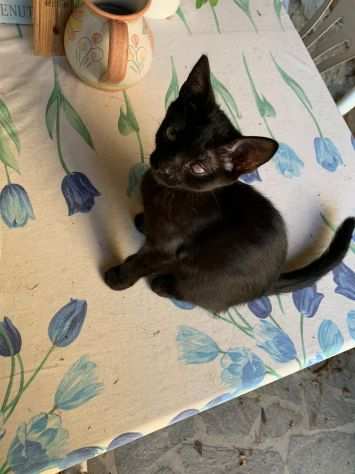 Gattina adorabile nera