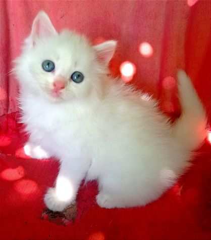 gattina femmina bianca siberiano