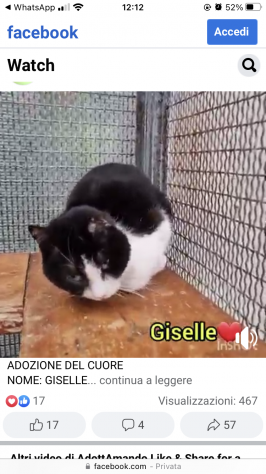 Gattina in adozione