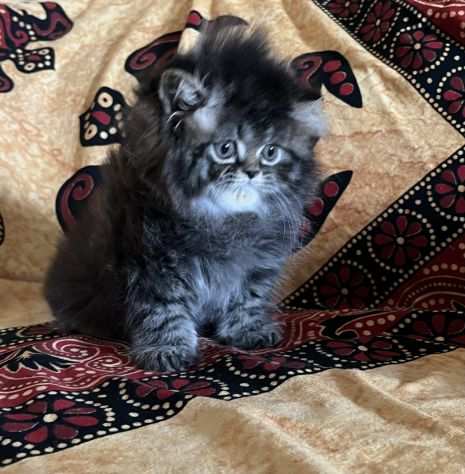 Gattina persiano doll face