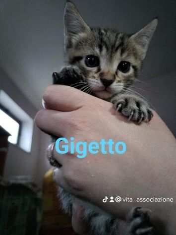 Gattini 2 mesi