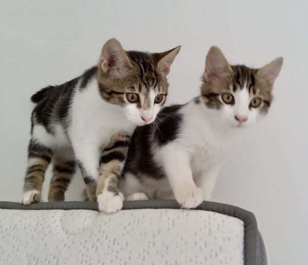Gattini 3 mesi maschio e femmina