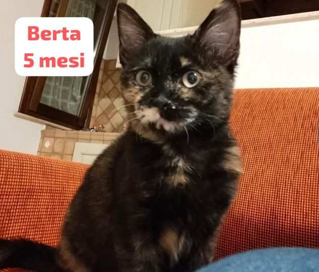 Gattini dai 4 mesi. Urgente