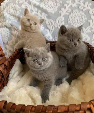 Gattini di razza British Shorthair in adozione