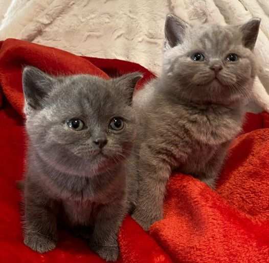 Gattini di razza British Shorthair in adozione