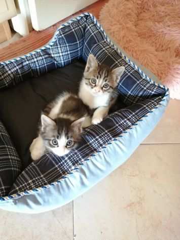 Gattini in adozione