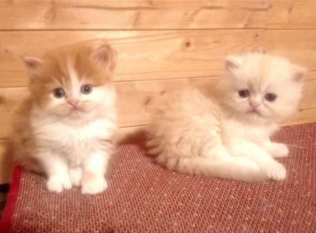 Gattini persiano maschi