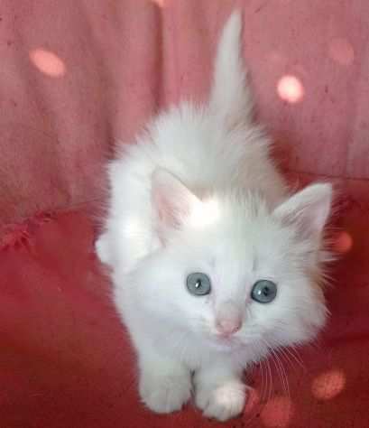 gattino bianco maschio siberiano