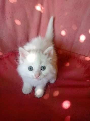 gattino bianco maschio siberiano